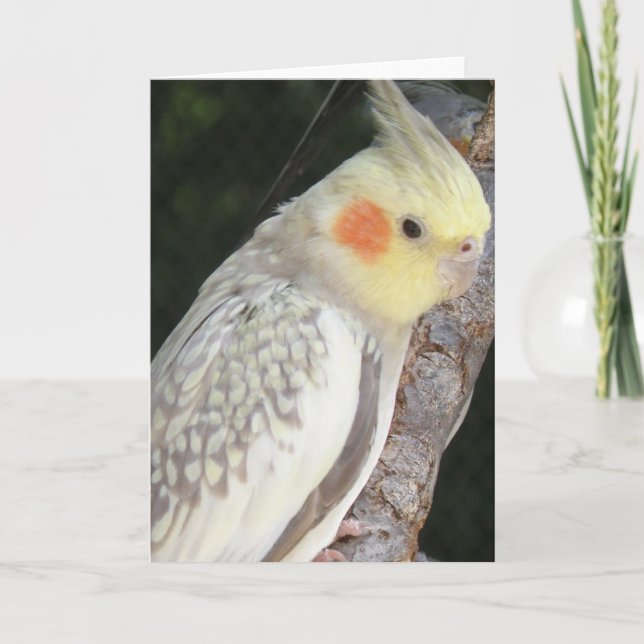 African Gray Parrot Greeting Card (Front)