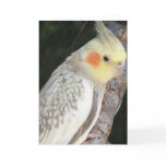 African Gray Parrot Greeting Card