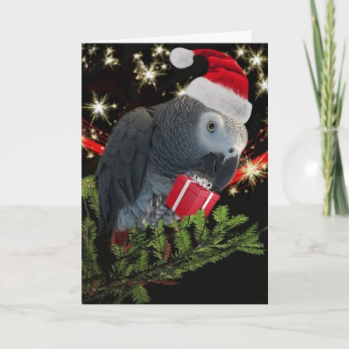 African Gray Parrot Holiday Card