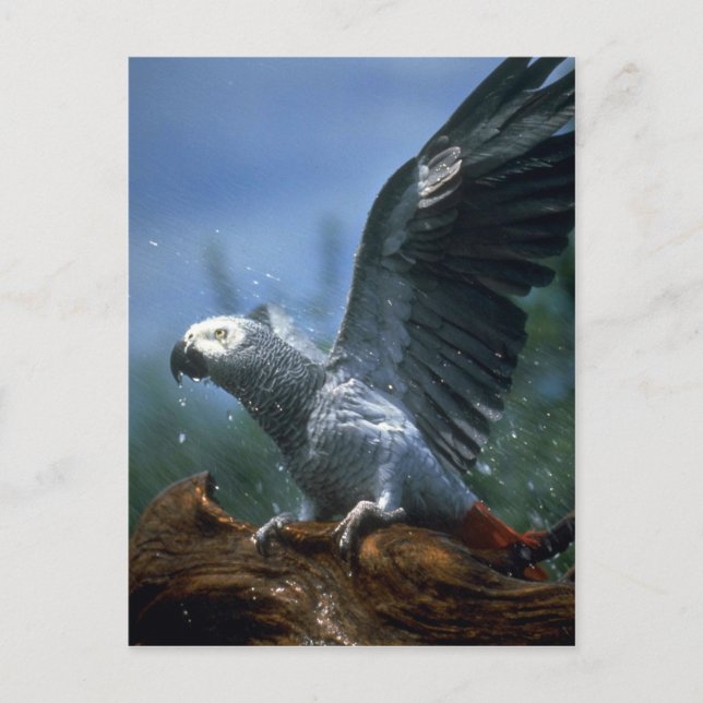African gray parrot in hose shower postcard (Front)