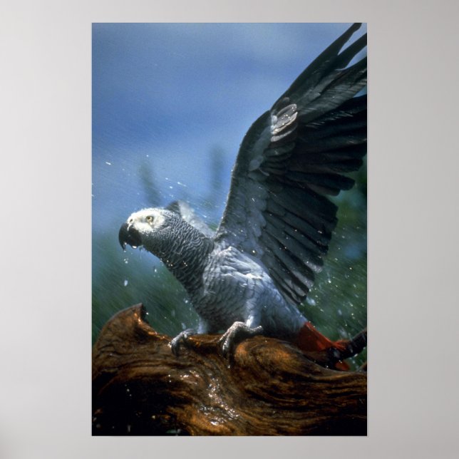African gray parrot in hose shower poster (Front)