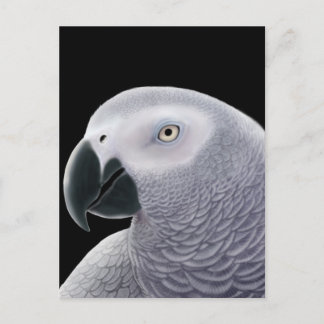 African Gray Parrot Postcard