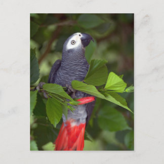 African gray parrot postcard