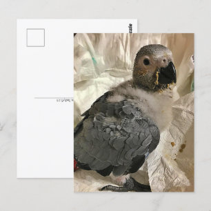 African gray parrot, Postcrossing Postcard