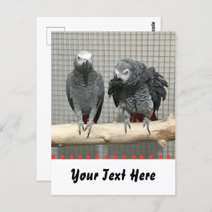 African Gray Parrot, Postcrossing Postcard