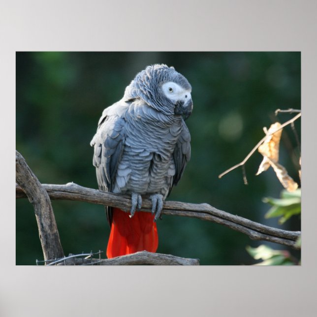African Gray Parrot Print (Front)