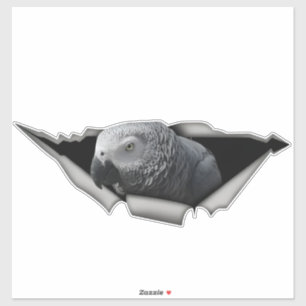African Grey car decal, African Grey magnet Sticker