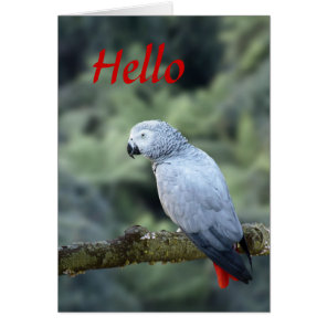 African Grey Cards