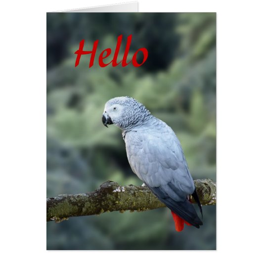 African Grey Cards (Front)