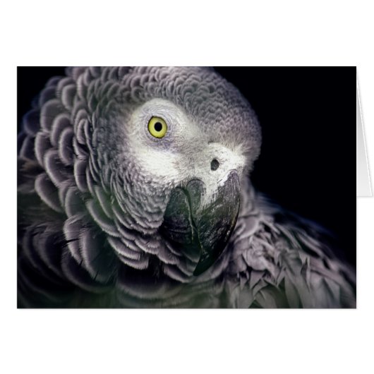 African grey cards (Front Horizontal)