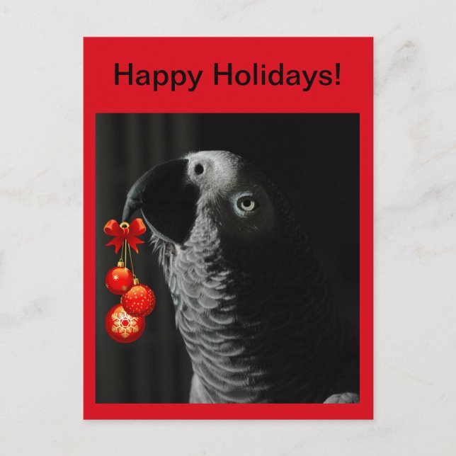 African Grey Happy Holidays Christmas Postcard (Front)