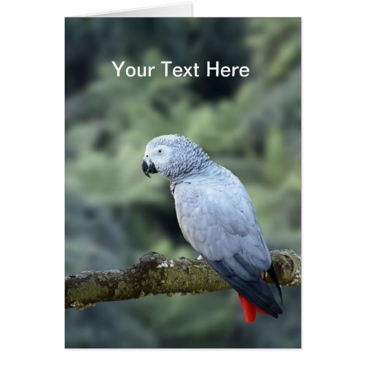 African Grey Parrot Cards (Front)