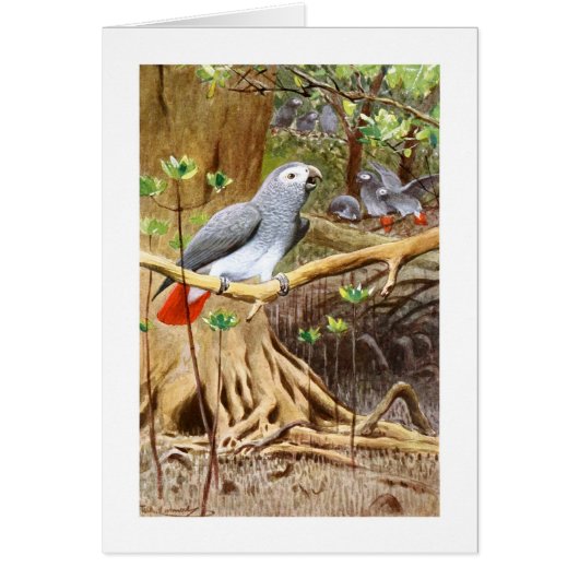 African Grey Parrot Cards (Front)