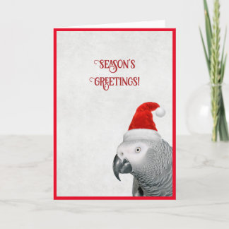 African Grey Parrot Christmas Card