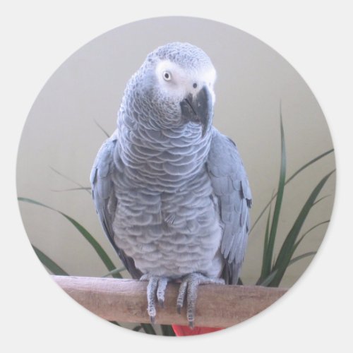 African Grey Parrot Classic Round Sticker