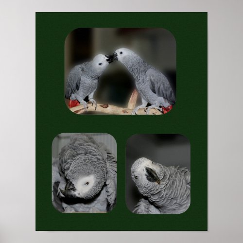 African Grey Parrot Collage Animal Poster