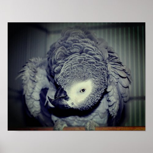 African Grey Parrot Cute Bird 2  Poster