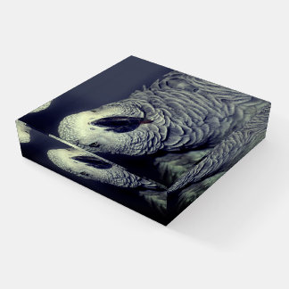 African Grey Parrot Cute Bird   Paperweight