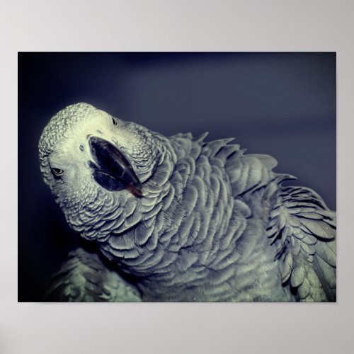 African Grey Parrot Cute Bird  Poster