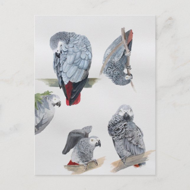 African Grey Parrot. Exclusive designed by Griff Postcard (Front)