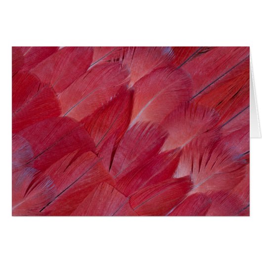 African Grey Parrot Feather Design Cards (Front Horizontal)