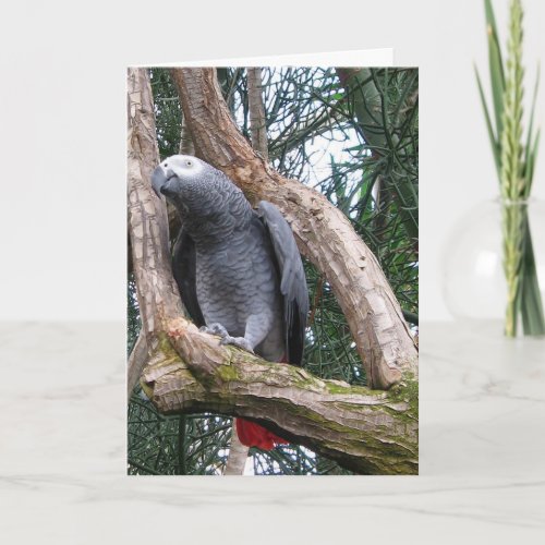 African Grey Parrot Greeting Card