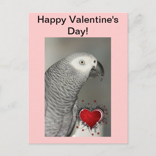 African Grey Parrot Happy Valentines Day Postcard