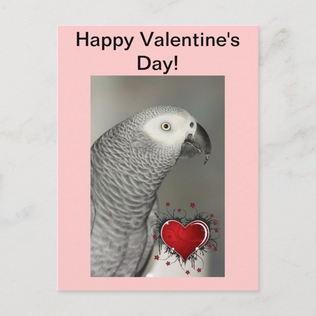 African Grey Parrot Happy Valentine's Day Postcard (Front)