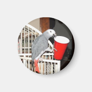 African Grey Parrot holding a cup Magnet