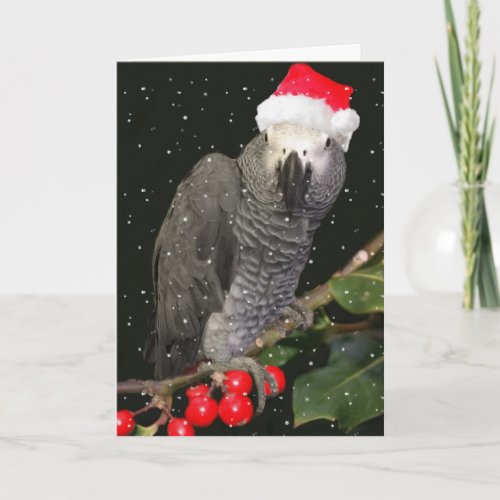 African Grey Parrot Holiday Season