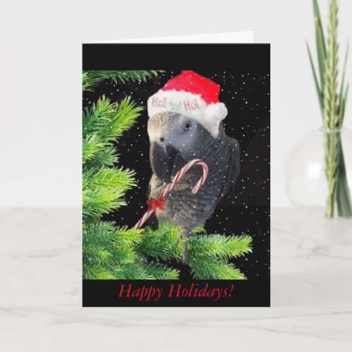 African Grey Parrot Holiday Season