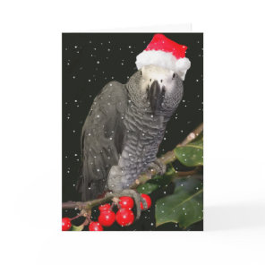 African Grey Parrot Holiday Season Card
