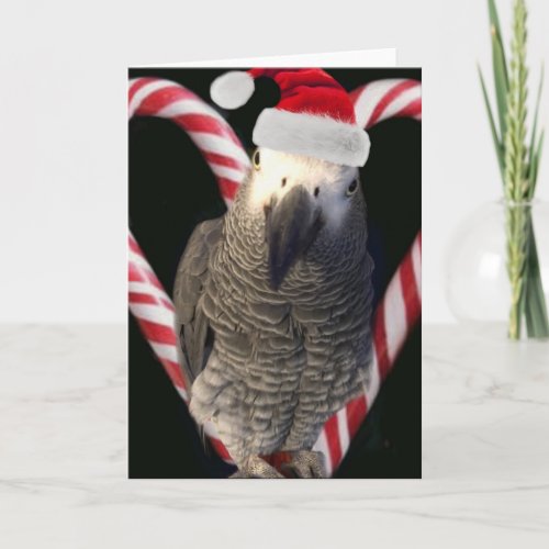 African Grey Parrot Holiday Season Card