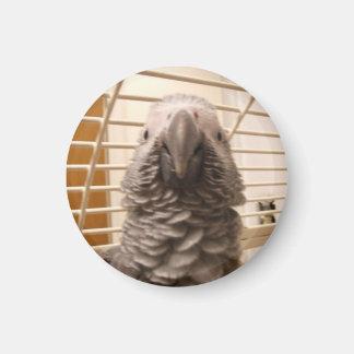 African Grey Parrot Magnet