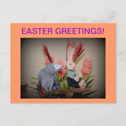 African Grey Parrot meets Easter Bunny Holiday Postcard