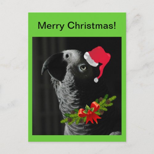 African Grey Parrot Merry Christmas Postcard