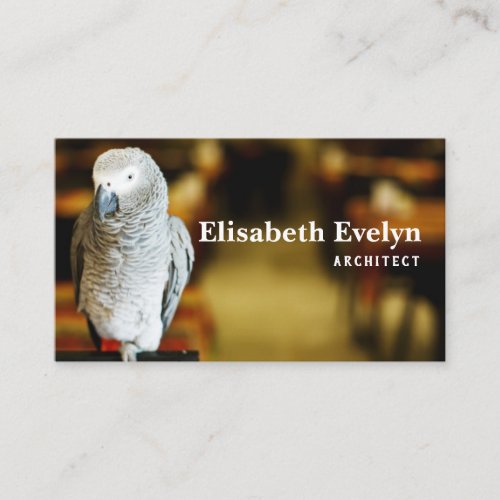 African grey parrot or congo african business card