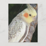 African Grey Parrot Postcard