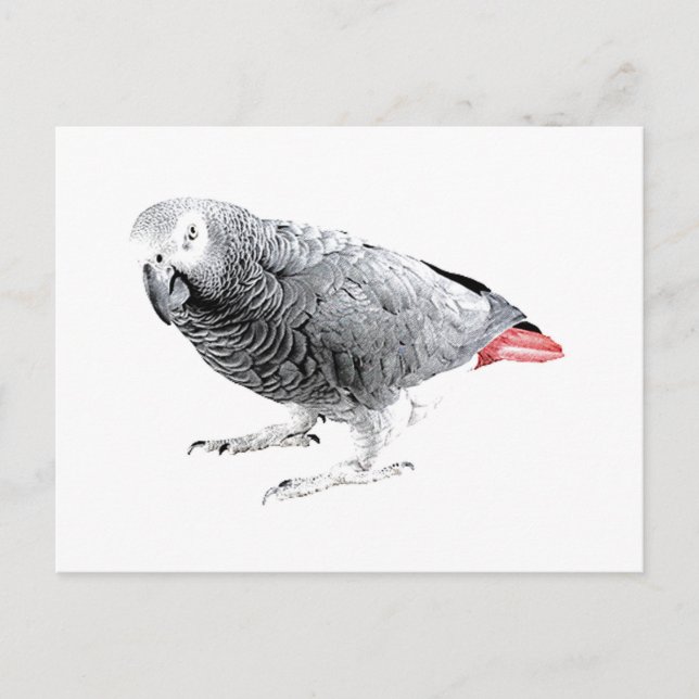 "African Grey" Parrot Postcard (Front)