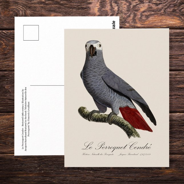 African grey parrot, Psittacus erithacus, vintage Postcard (Le Perroquet Cendre - 19th century illustration. Postcard)