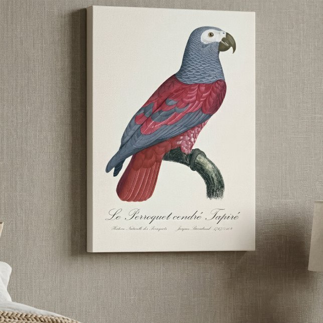 African Grey Parrot Red Factor Psittacus Erithacus Canvas Print (African Grey Parrot Red Factor Psittacus Erithacus. Canvas Print)