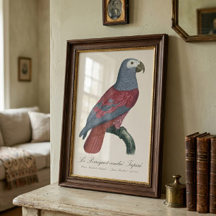 African Grey Parrot Red Factor Psittacus Erithacus Photo Print