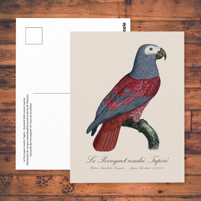 African Grey Parrot Red Factor Psittacus Erithacus Postcard (African Grey Parrot Red Factor Psittacus Erithacus. Postcard)