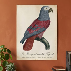 African Grey Parrot Red Factor Psittacus Erithacus Poster