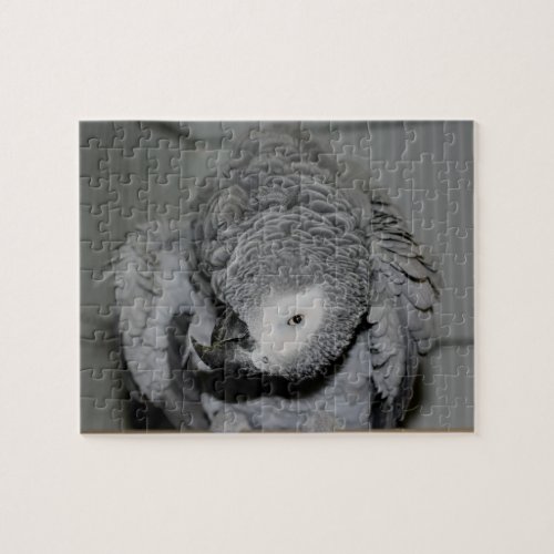 African Grey Parrot Silly Bird Jigsaw Puzzle