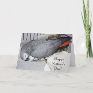 African Grey Parrot Sitting on Eggs Card