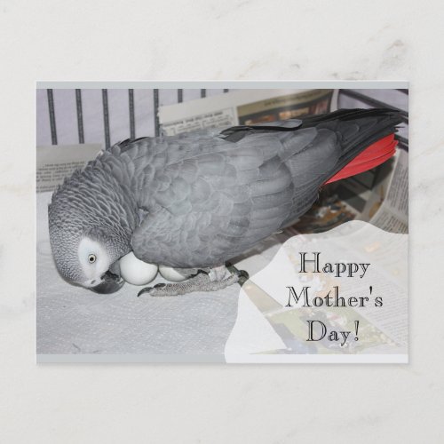 African Grey Parrot Sitting on Eggs Postcard