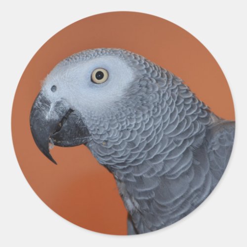 African Grey Parrot Stickers