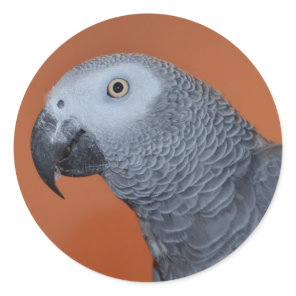 African Grey Parrot Stickers