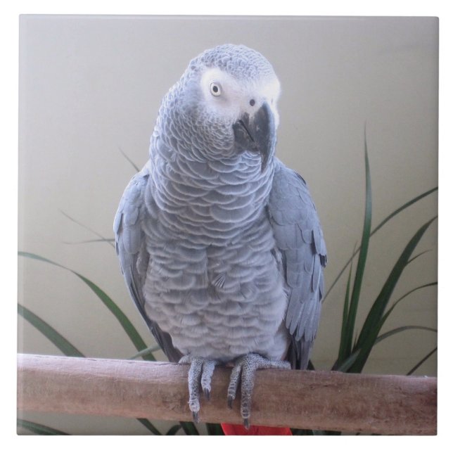 African Grey Parrot Tile (Front)